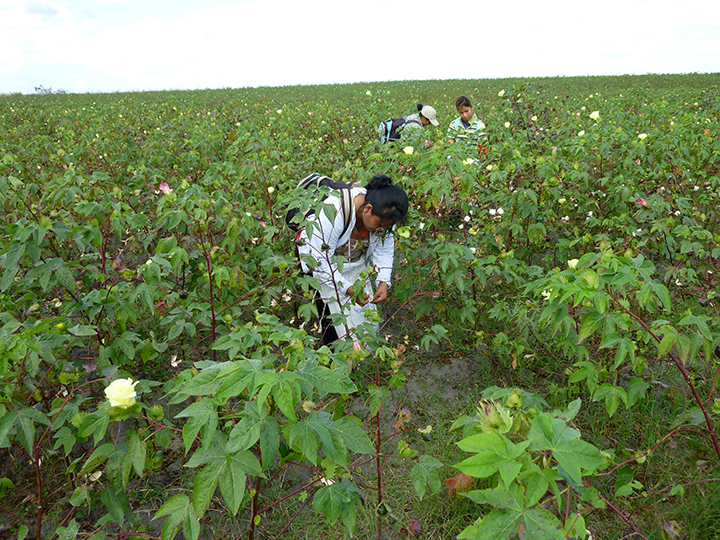 海島綿（シーアイランドコットン）の栽培風景