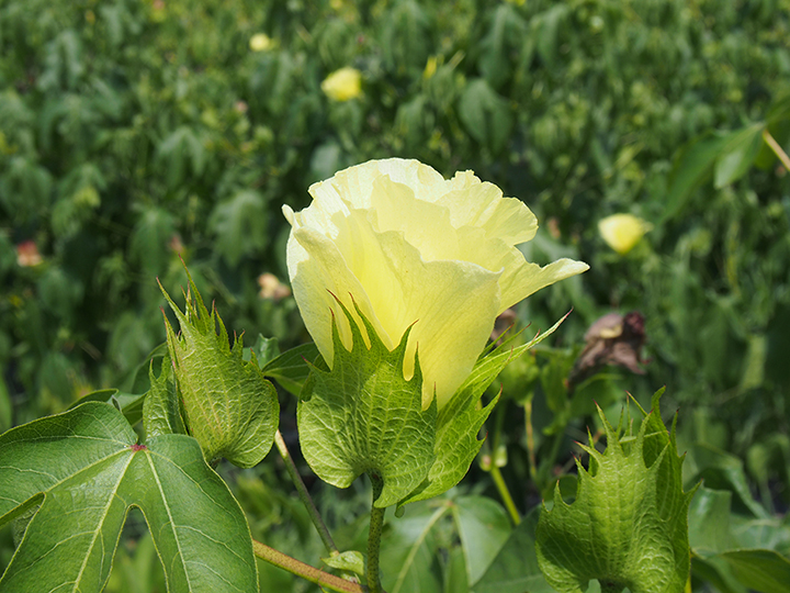 綿の花